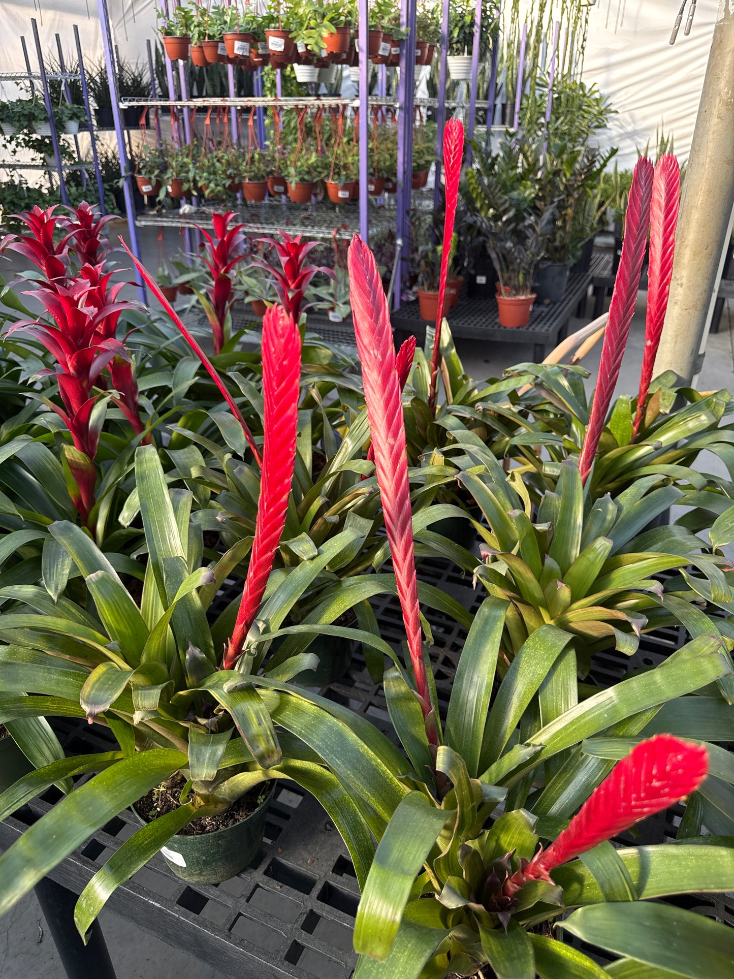 RedCrocus Bromeliad Vriesea Assorted Indoor Plant, Vibrant Foliage, Attracts Pollinators, Pet-Friendly, Easy Care for Decor & Garden 6" Pot