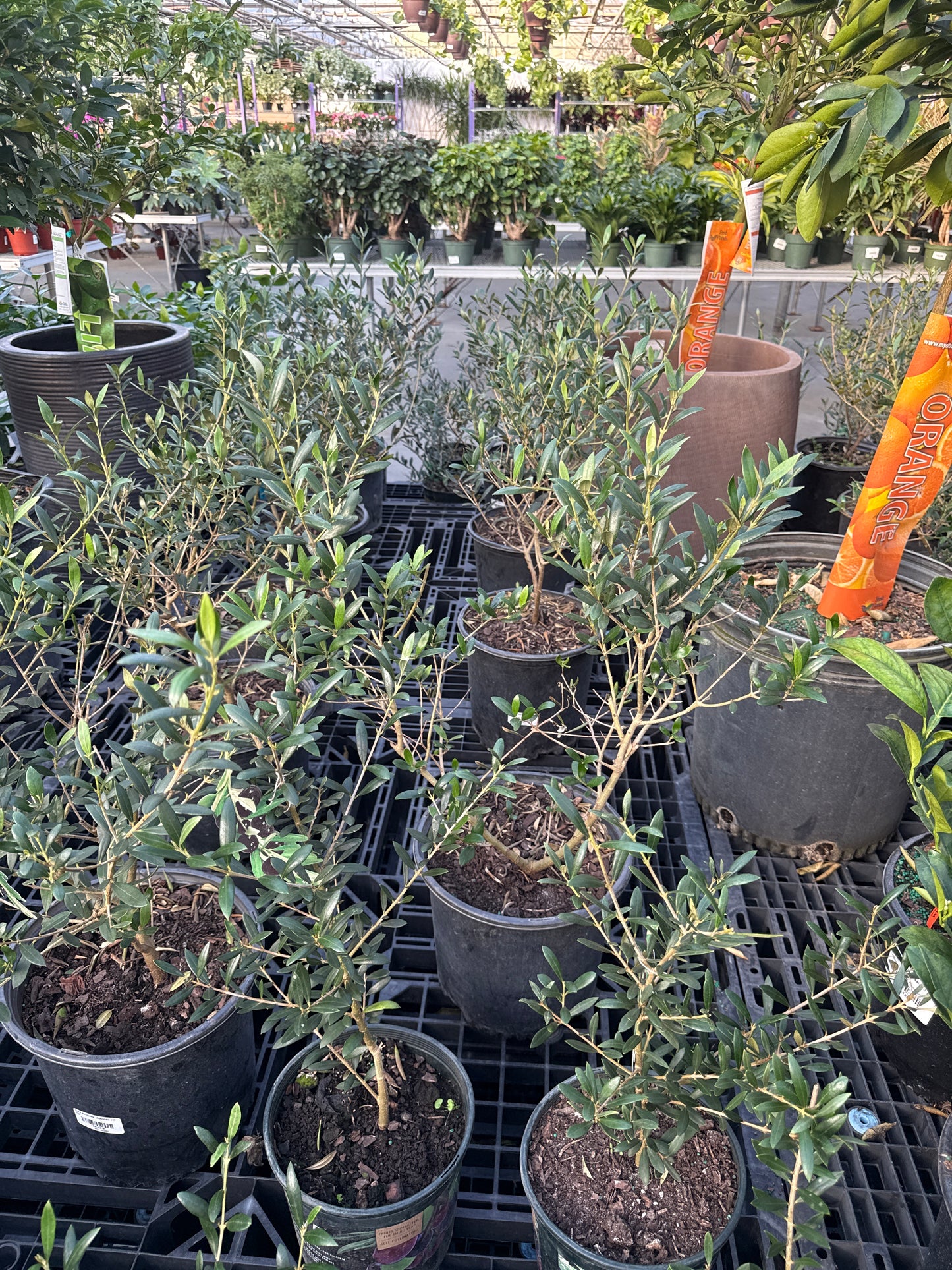RedCrocus Olive Tree Olea europaea- Evergreen with Silvery Leaves, Edible Fruit, Attracts Pollinators, Suitable for Containers & Gardens, Low Maintenance 10" Pot
