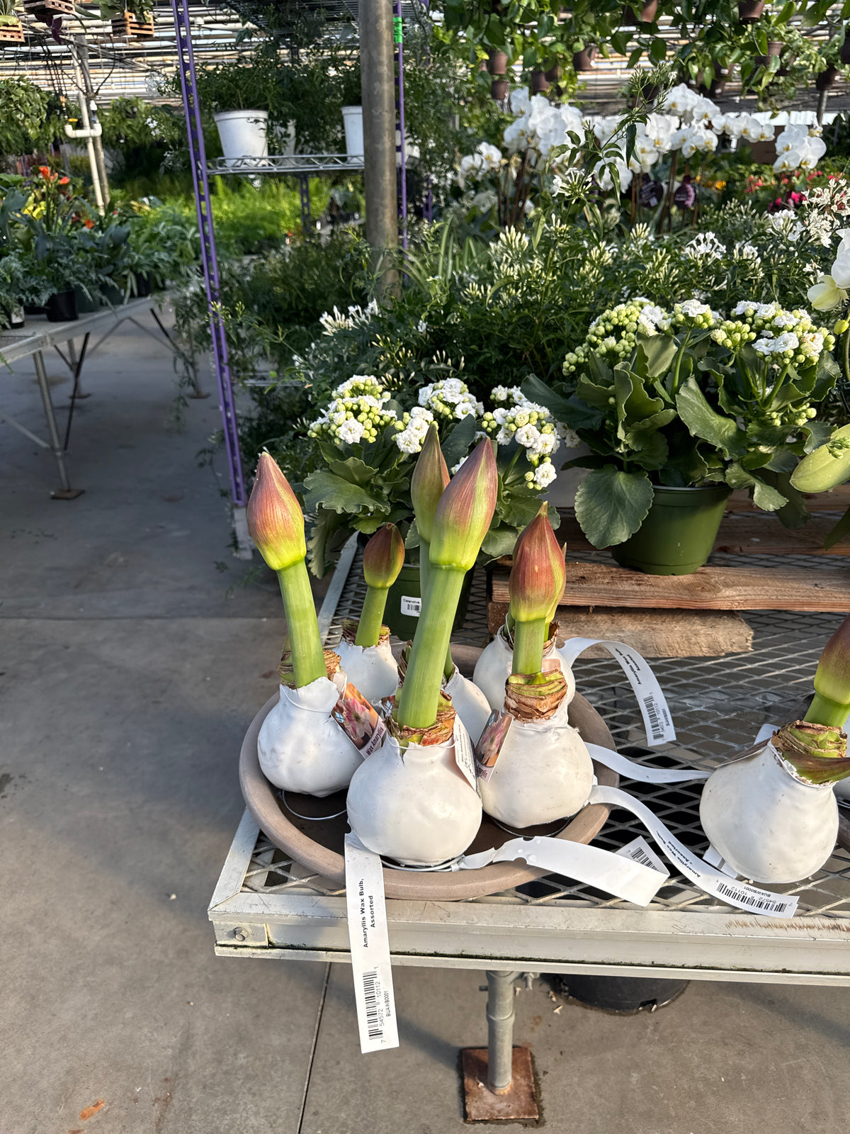 RedCrocus Assorted Amaryllis Wax Bulb- Vibrant Indoor Flowering Bulb for Bright Colors, Pollinator Attraction, Indoor & Container Growth, Easy Care, Blooms Late Winter Spring (Pack of 2)