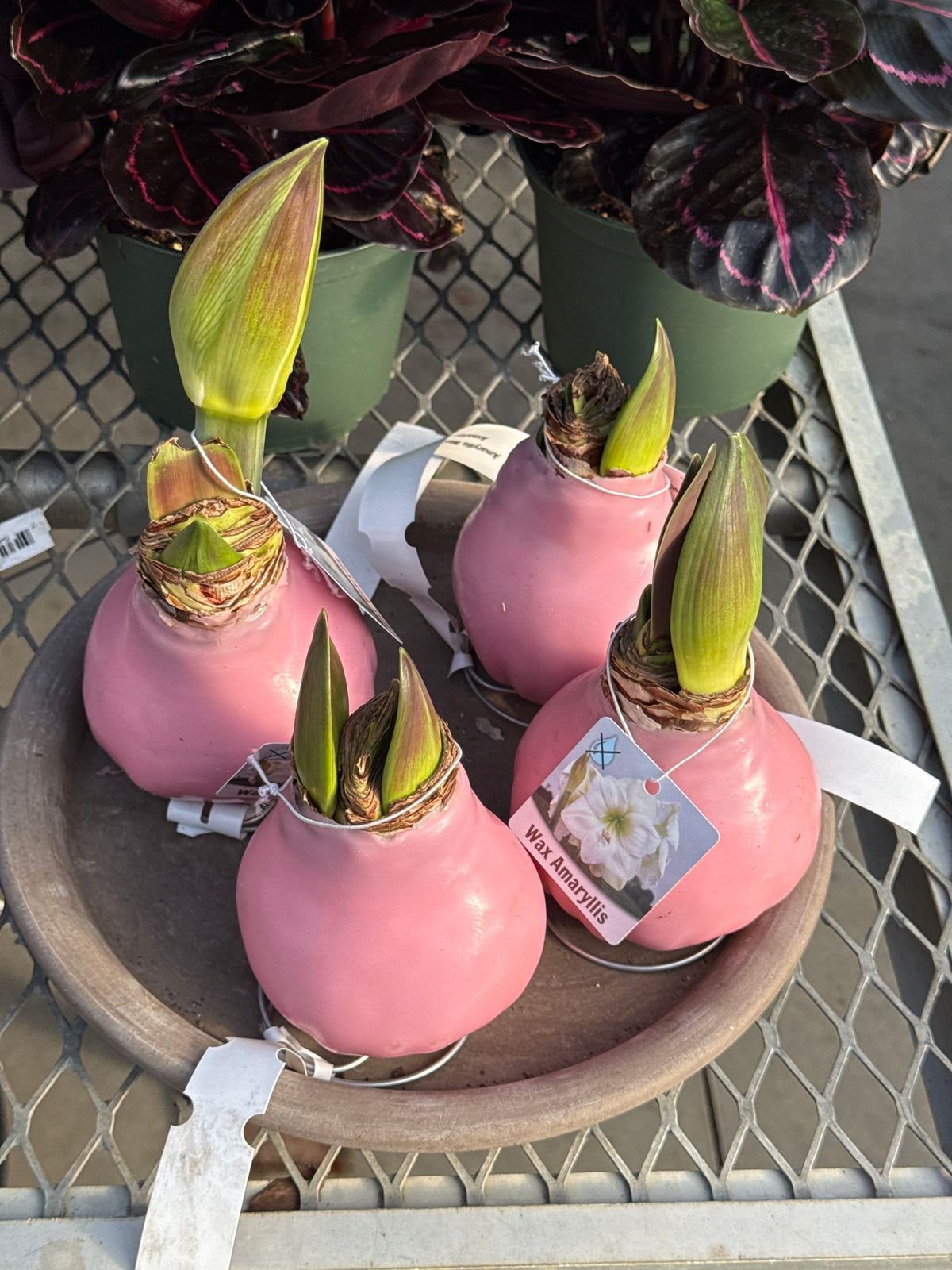RedCrocus Assorted Amaryllis Wax Bulb- Vibrant Indoor Flowering Bulb for Bright Colors, Pollinator Attraction, Indoor & Container Growth, Easy Care, Blooms Late Winter Spring (Pack of 2)