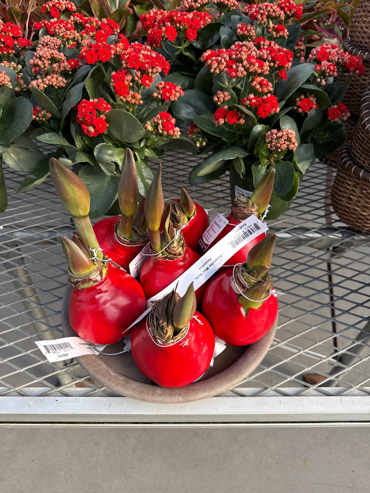 RedCrocus Assorted Amaryllis Wax Bulb- Vibrant Indoor Flowering Bulb for Bright Colors, Pollinator Attraction, Indoor & Container Growth, Easy Care, Blooms Late Winter Spring (Pack of 2)