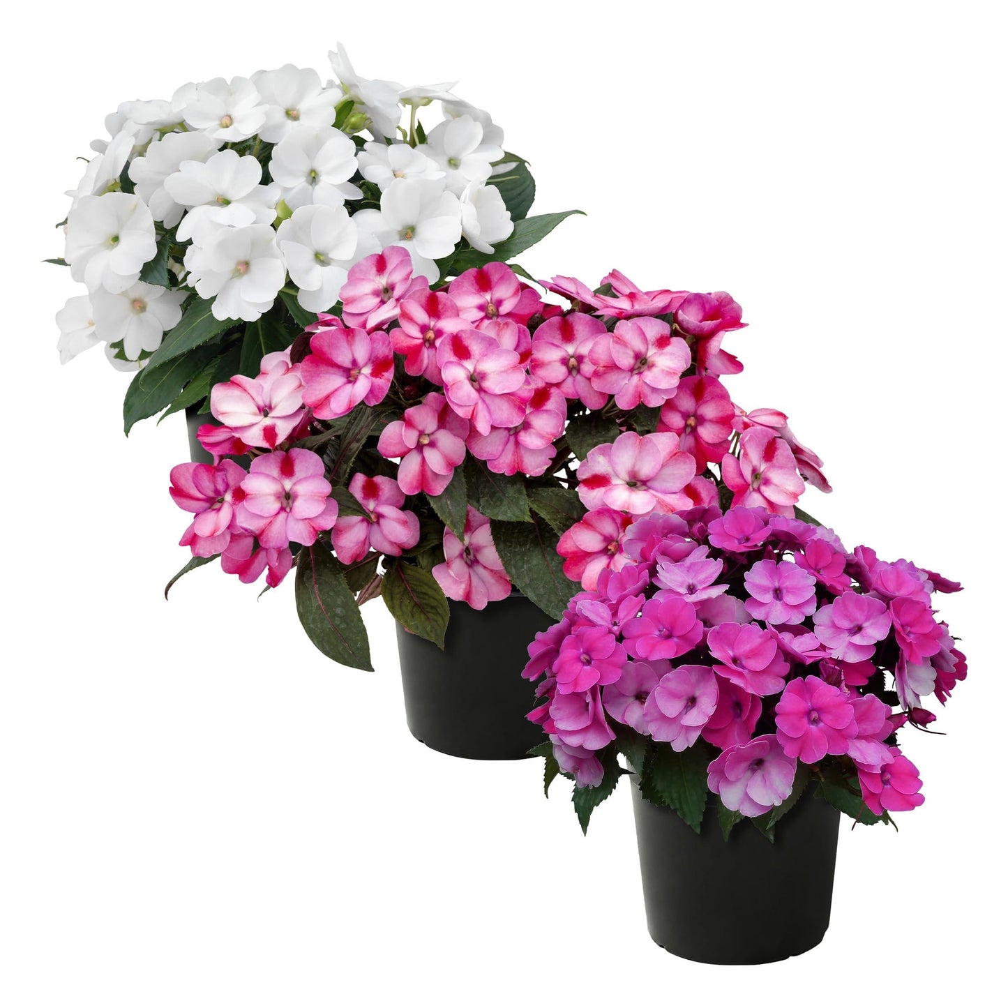 Annual, Assorted - View 16 from www redcrocus com