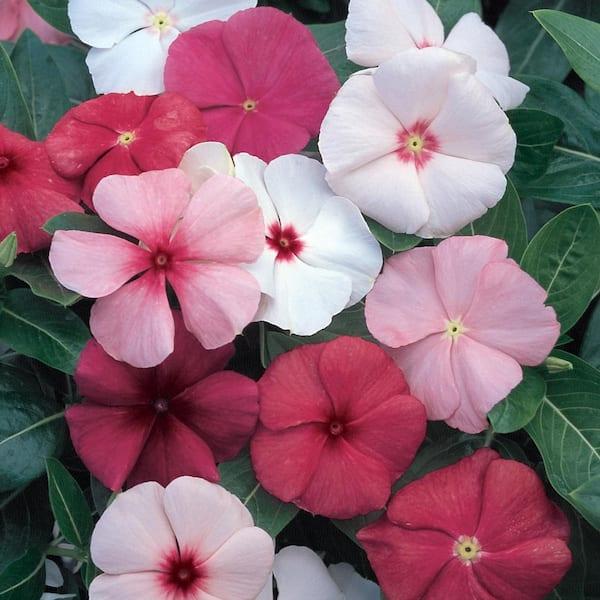 Annual, Assorted - View 17 from www redcrocus com