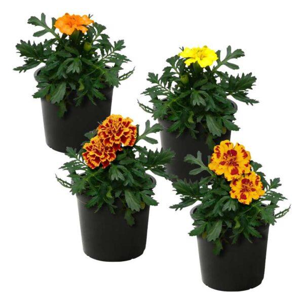 Annual, Assorted - View 22 from www redcrocus com