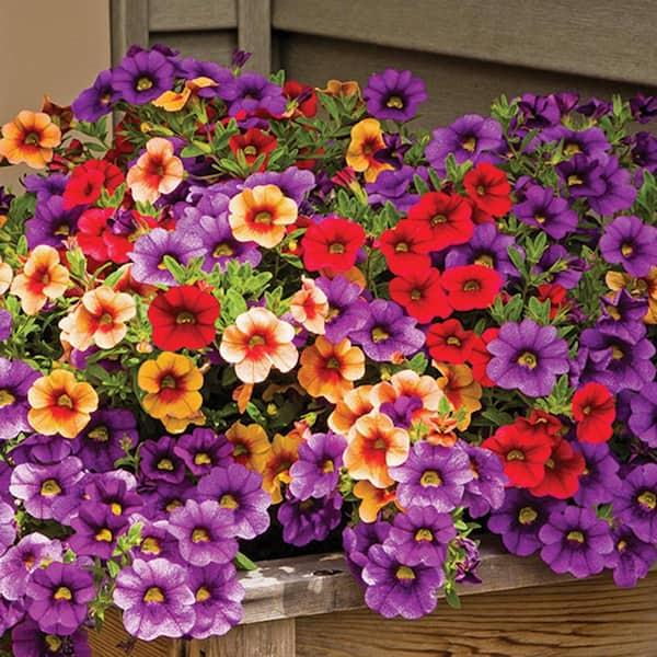 Annual, Assorted - View 23 from www redcrocus com
