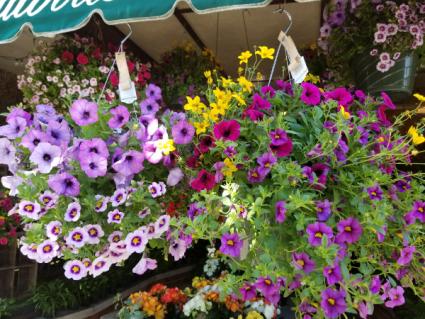 Annual, Assorted - View 26 from www redcrocus com