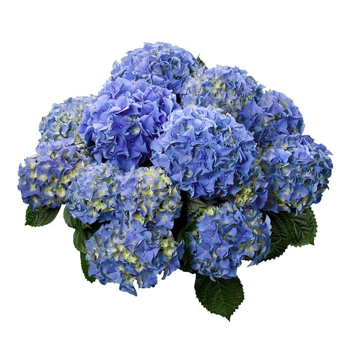 Annual, Assorted - View 29 from www redcrocus com
