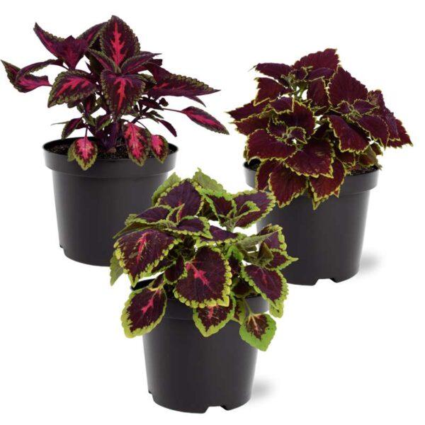 Annual, Assorted - View 34 from www redcrocus com