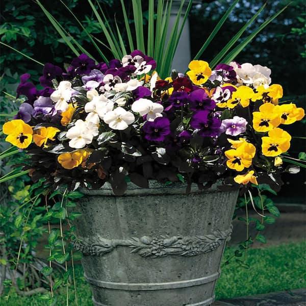 Pansy, Assorted - View 10 from www redcrocus com