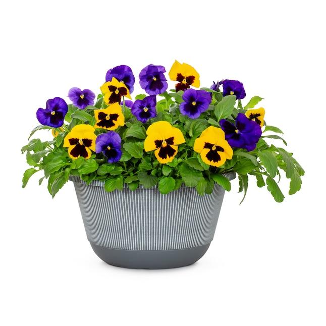 Pansy, Assorted - View 11 from www redcrocus com