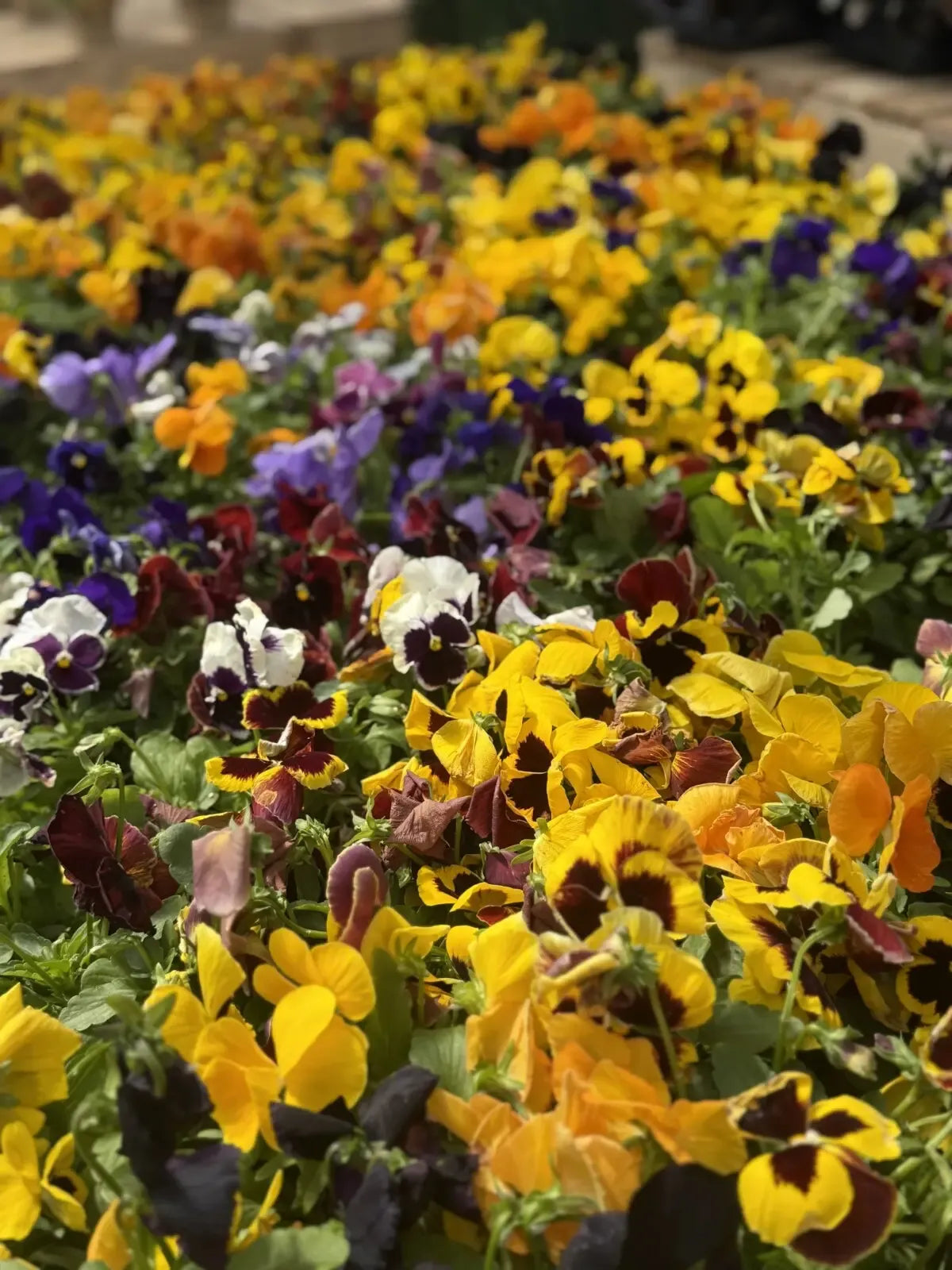 Pansy, Assorted - View 12 from www redcrocus com