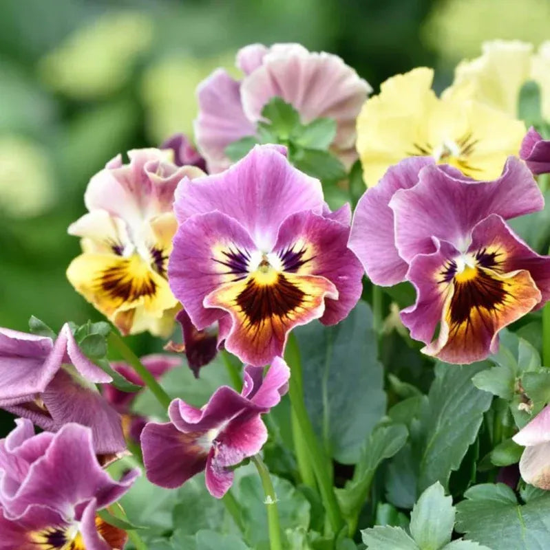 Pansy, Assorted - View 14 from www redcrocus com