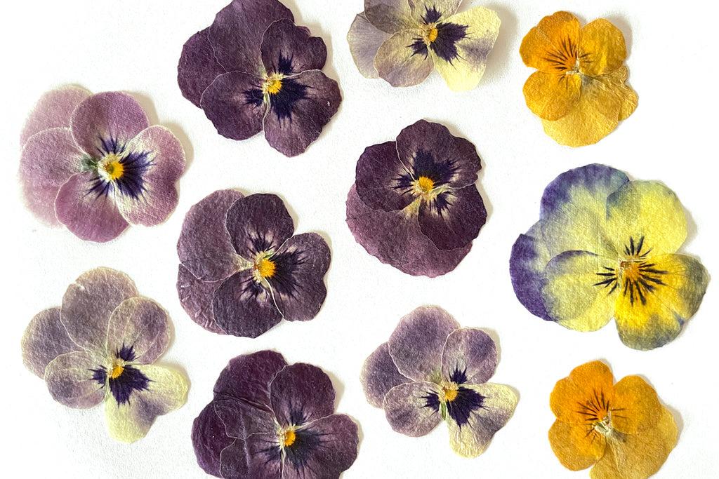 Pansy, Assorted - View 16 from www redcrocus com