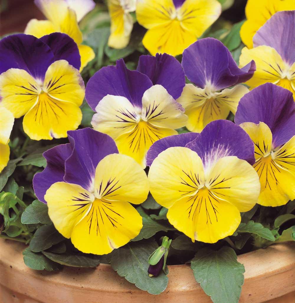 Pansy, Assorted - View 17 from www redcrocus com