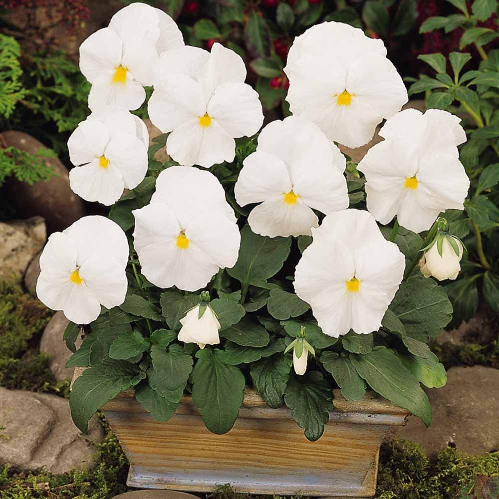 Pansy, Assorted - View 18 from www redcrocus com