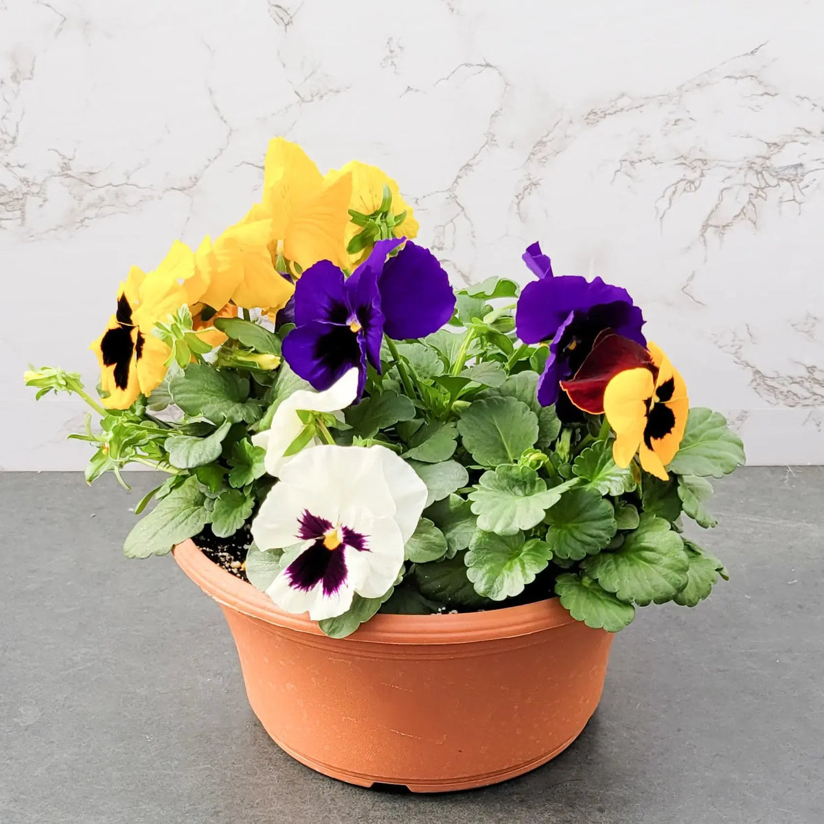 Pansy, Assorted - View 21 from www redcrocus com