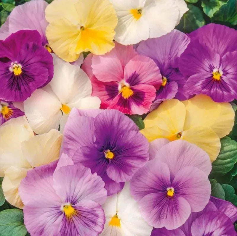 Pansy, Assorted - View 22 from www redcrocus com