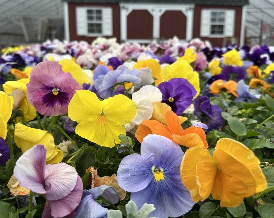 Pansy, Assorted - View 23 from www redcrocus com