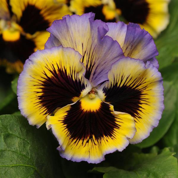 Pansy, Assorted - View 2 from www redcrocus com