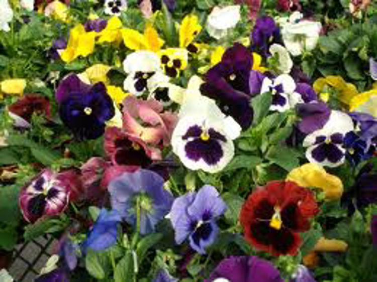 Pansy, Assorted - View 3 from www redcrocus com
