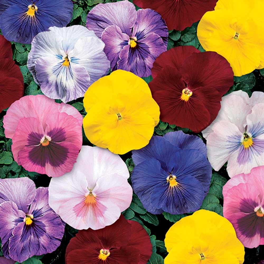 Pansy, Assorted - View 5 from www redcrocus com
