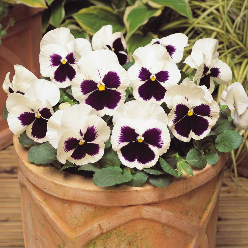 Pansy, Assorted - View 6 from www redcrocus com