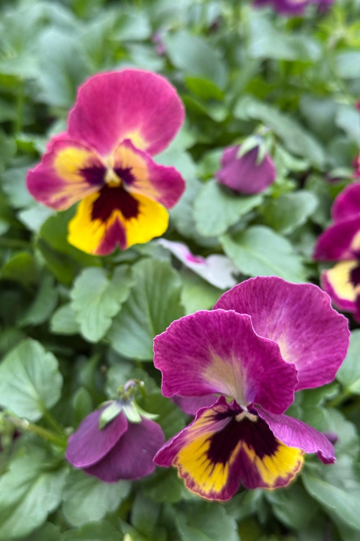 Pansy, Assorted - View 8 from www redcrocus com
