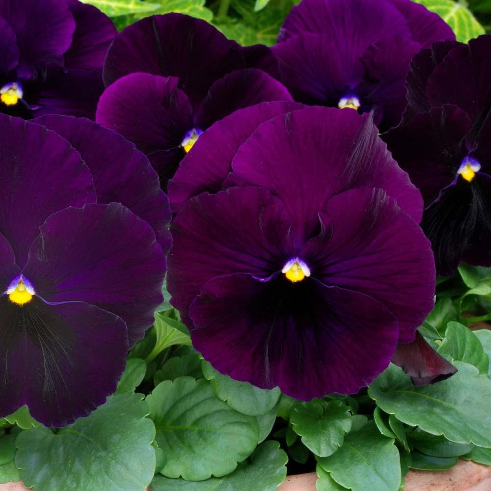 Pansy, Assorted - View 9 from www redcrocus com
