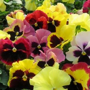 Pansy Delta Classic Apple Cider Mix - View 1 from www redcrocus com