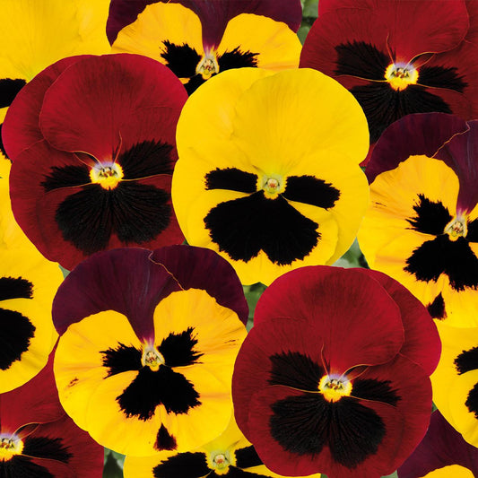Pansy Matrix Autumn Blaze Mix - View 1 from www redcrocus com