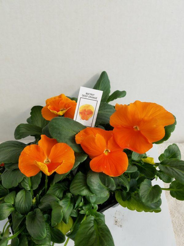 Pansy Matrix Orange - View 10 from www redcrocus com