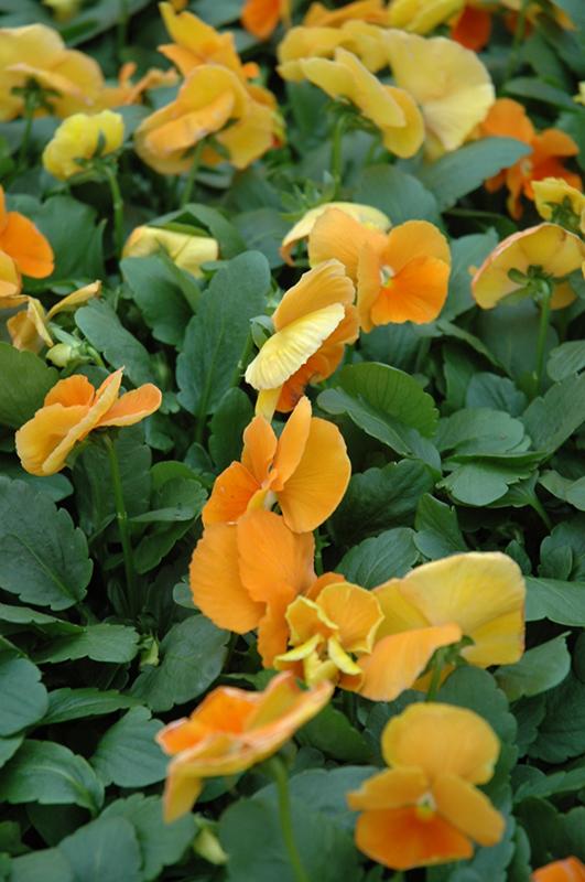 Pansy Matrix Orange - View 11 from www redcrocus com