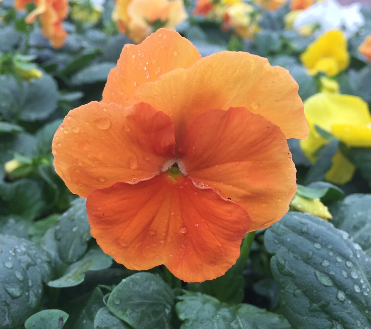 Pansy Matrix Orange - View 13 from www redcrocus com