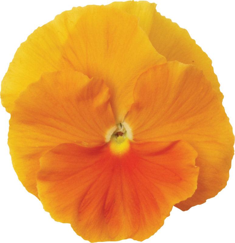 Pansy Matrix Orange - View 14 from www redcrocus com
