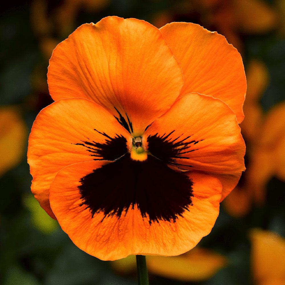 Pansy Matrix Orange - View 15 from www redcrocus com