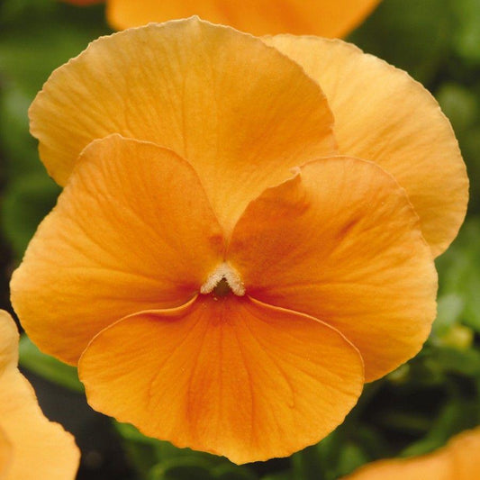 Pansy Matrix Orange - View 1 from www redcrocus com