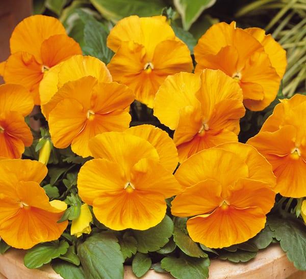 Pansy Matrix Orange - View 3 from www redcrocus com