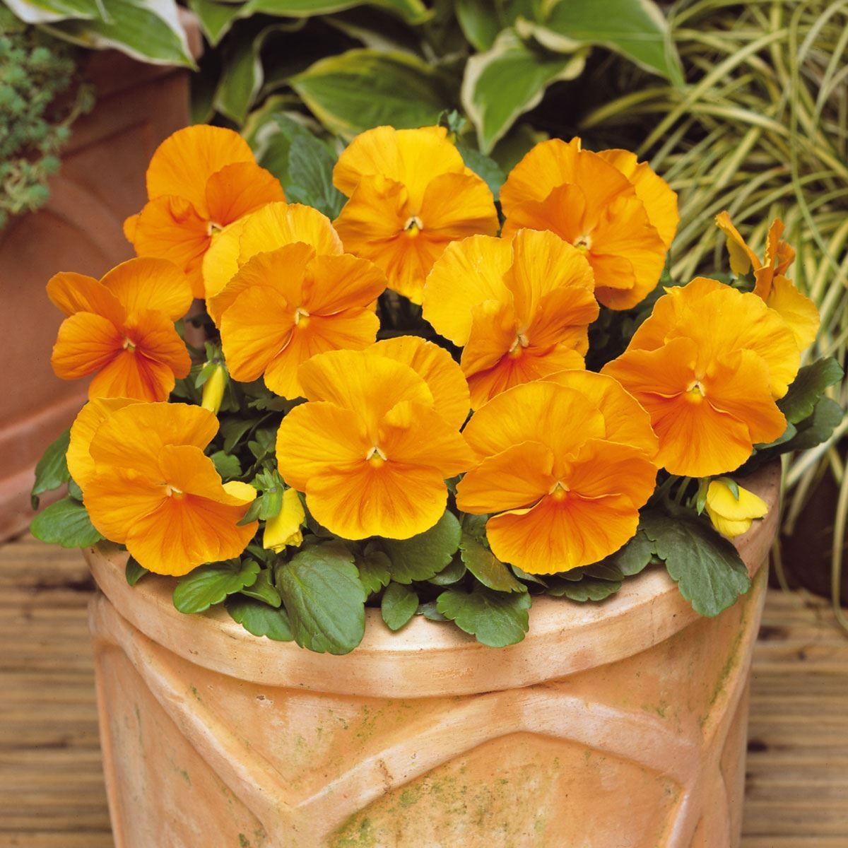 Pansy Matrix Orange - View 5 from www redcrocus com