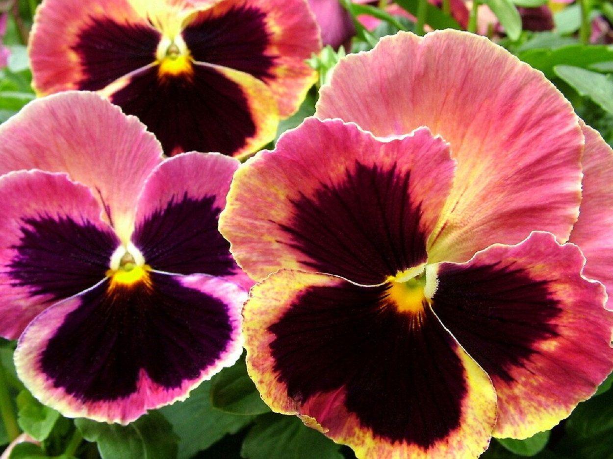 Pansy Matrix Orange - View 7 from www redcrocus com