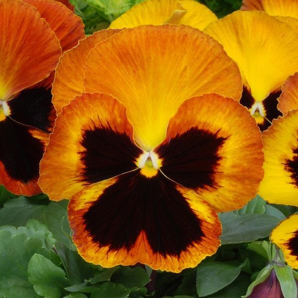 Pansy Matrix Orange - View 8 from www redcrocus com