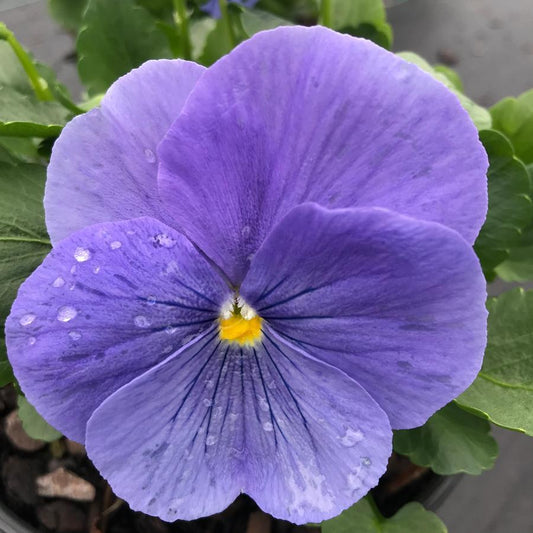 Pansy Matrix True Blue - View 1 from www redcrocus com
