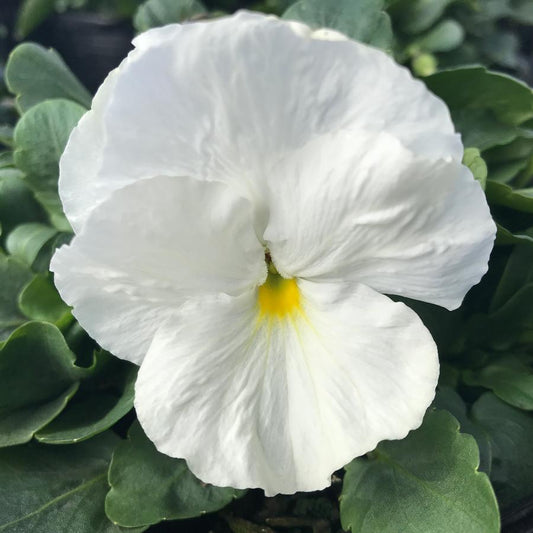 Pansy Matrix White - View 1 from www redcrocus com