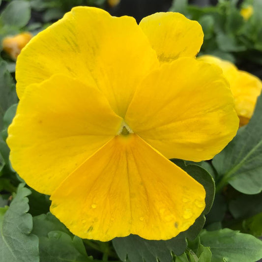 Pansy Matrix Yellow - View 1 from www redcrocus com