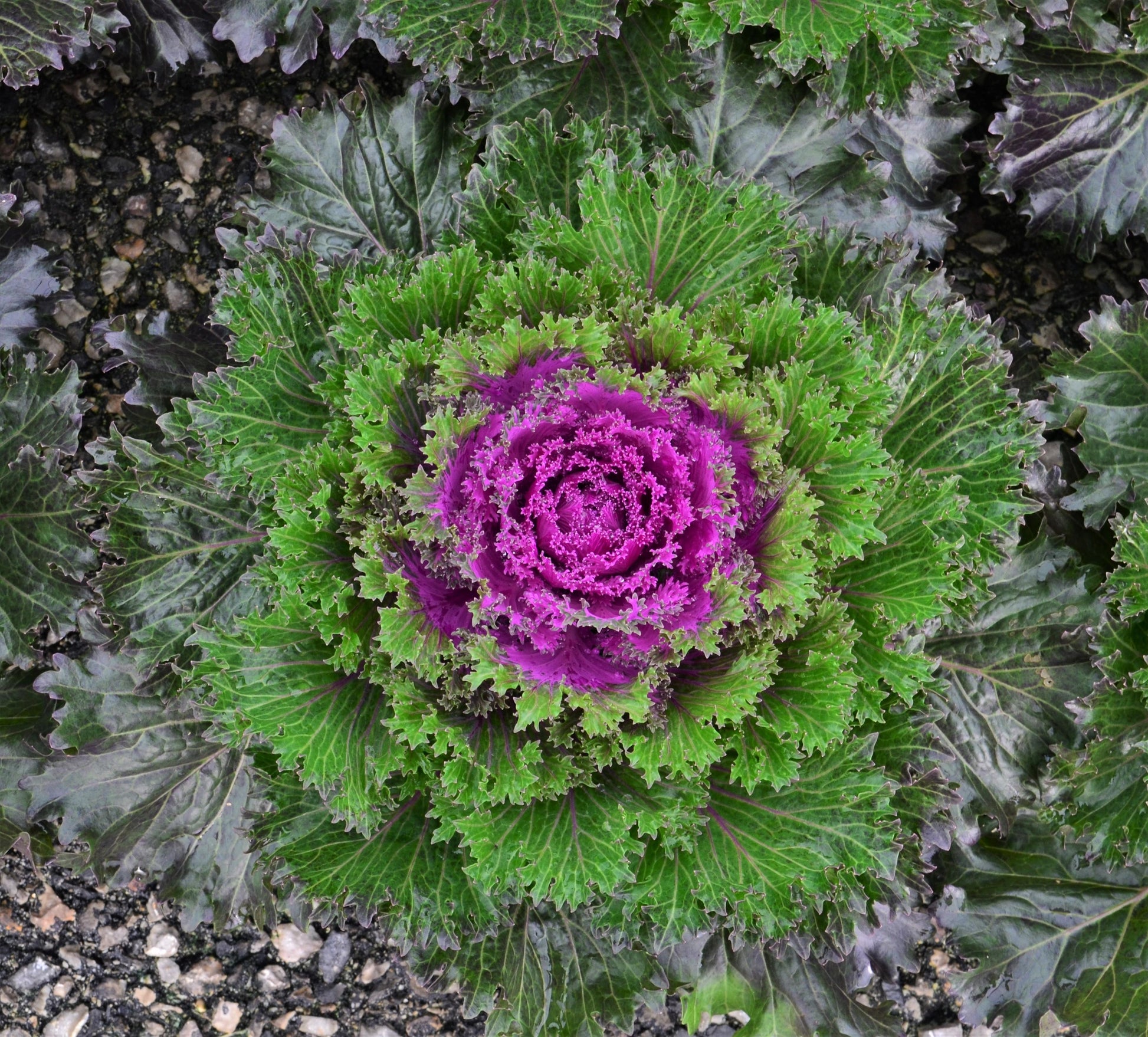 Kale Glamour Red - View 11 from www redcrocus com