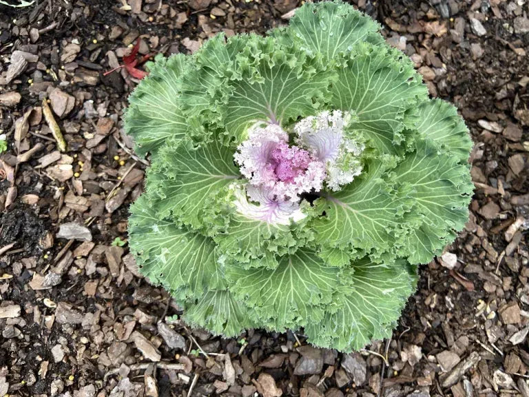Kale 'nagoya Rose' - View 11 from www redcrocus com