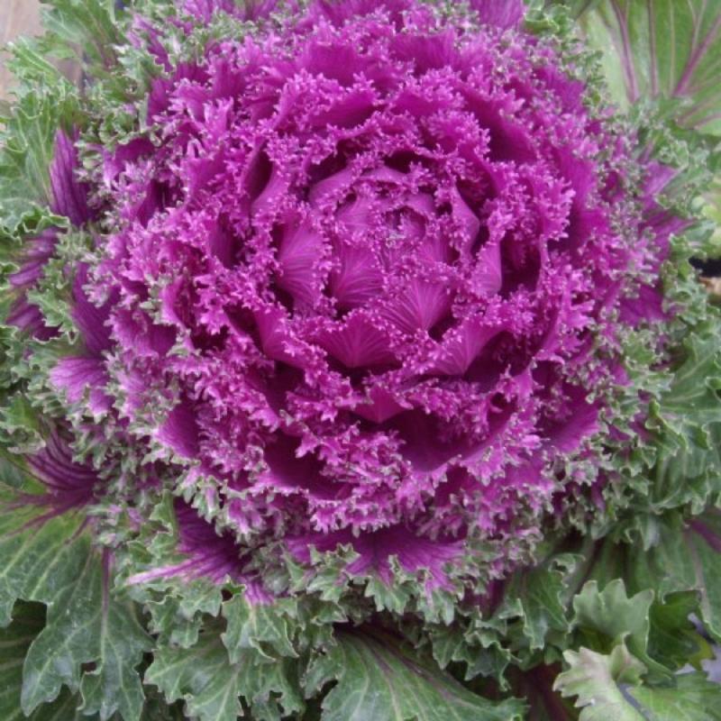 Kale 'nagoya Rose' - View 12 from www redcrocus com