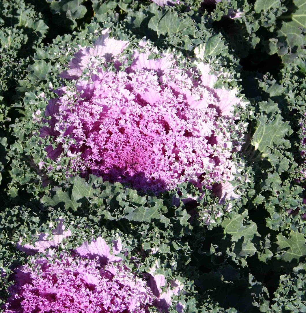Kale 'nagoya Rose' - View 13 from www redcrocus com