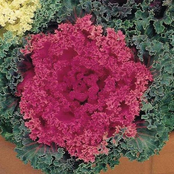 Kale 'nagoya Rose' - View 14 from www redcrocus com