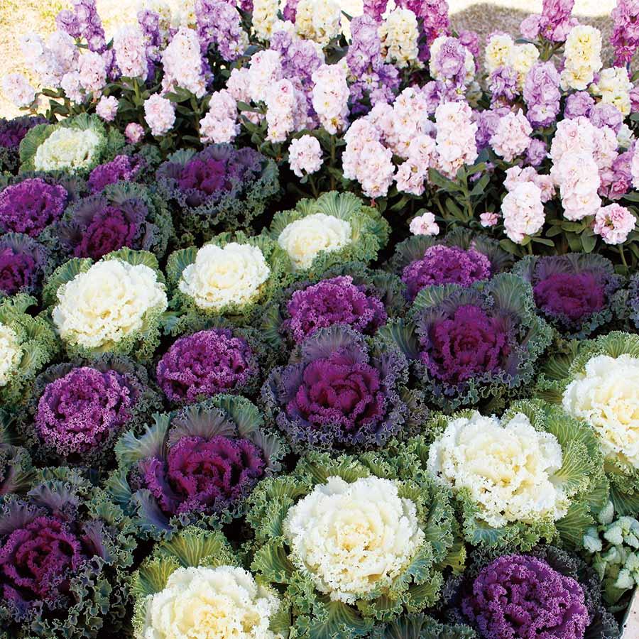 Kale 'nagoya Rose' - View 19 from www redcrocus com