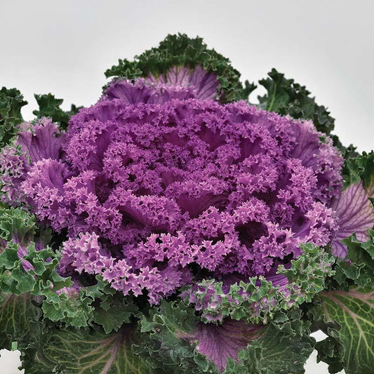 Kale 'nagoya Rose' - View 1 from www redcrocus com
